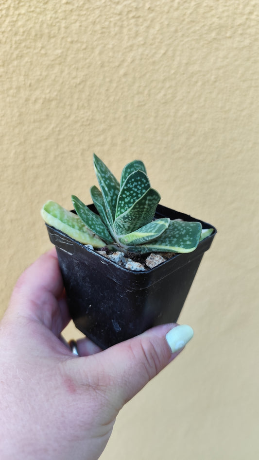 Gasteria minima variegata