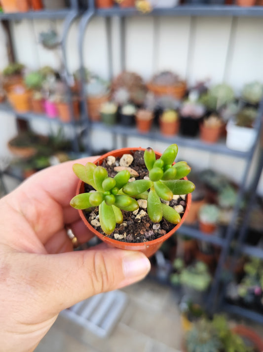 Sedum rubrotinctum