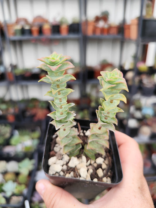 Crassula perforata