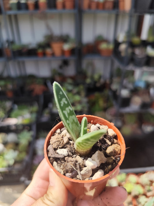 Aloe variegata