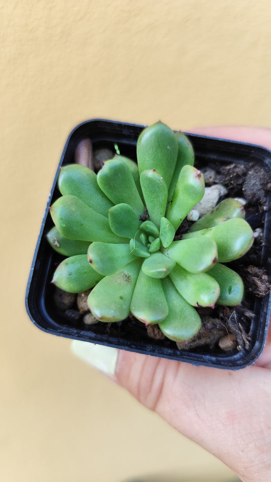 Echeveria sp.