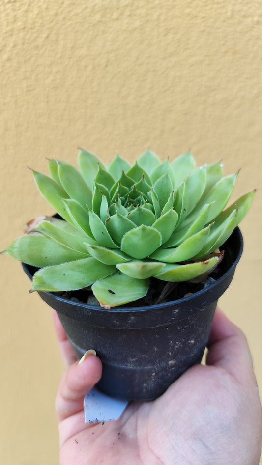 Sempervivum