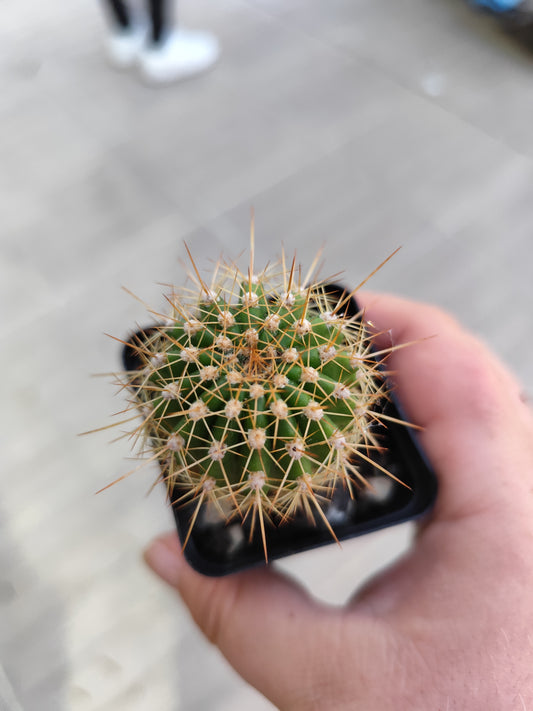 Trichocereus sp