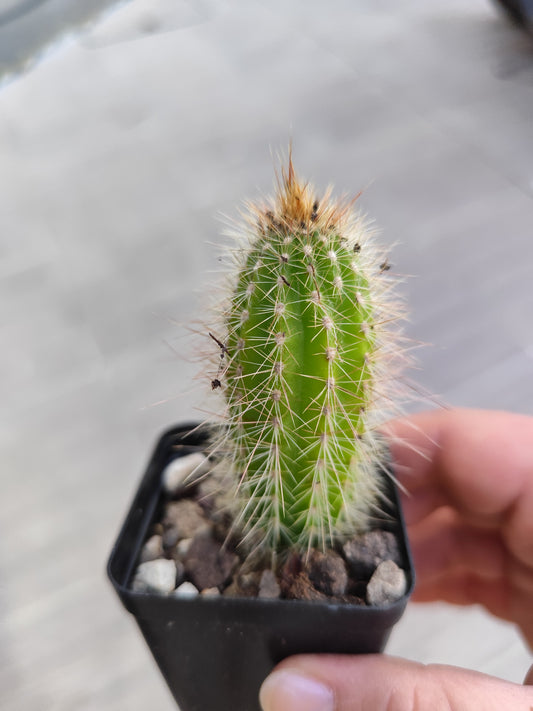 Pilosocereus