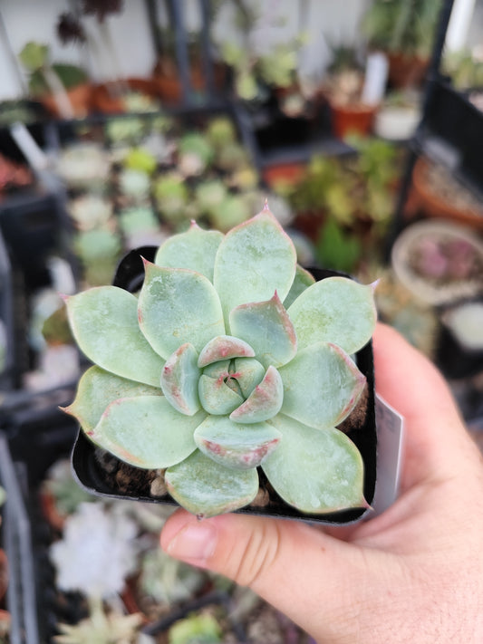 Echeveria chihuahuaensi