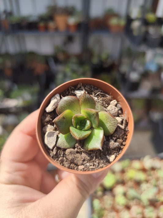 Echeveria purpusorum