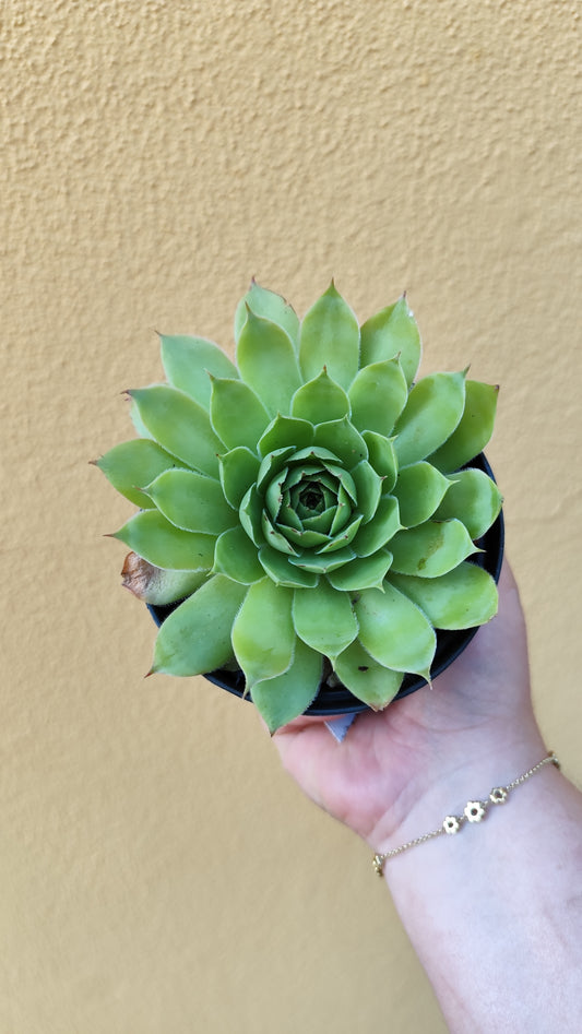 Sempervivum