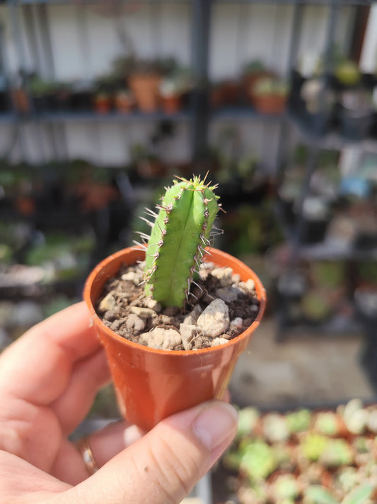 Euphorbia fruticosa