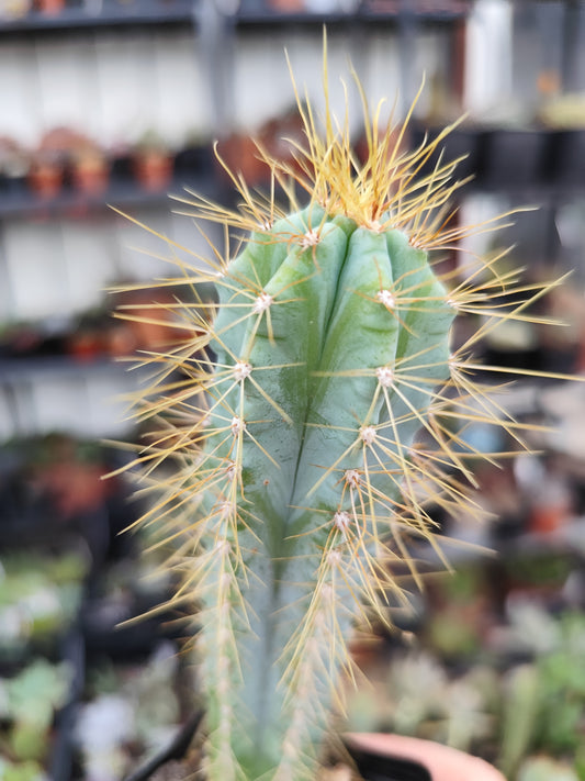 Pilosocereus pachycladus azureus