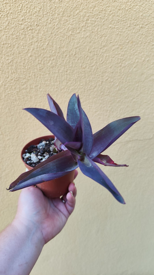 Tradescantia pallida