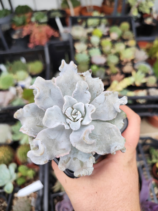 Echeveria crispate beauty