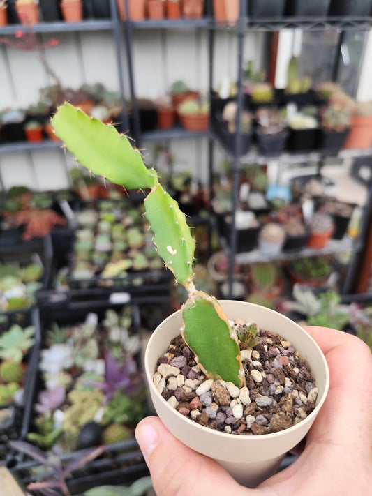 Hylocereus undatus (dragon fruit)
