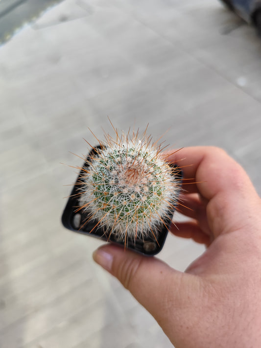 Mammillaria spinosissima