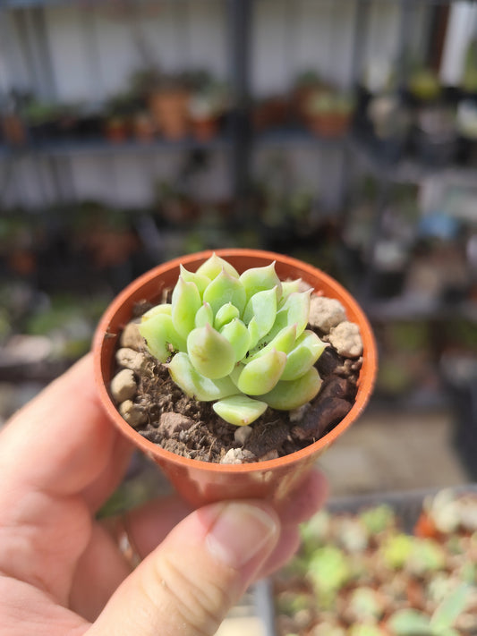 Echeveria prolifica