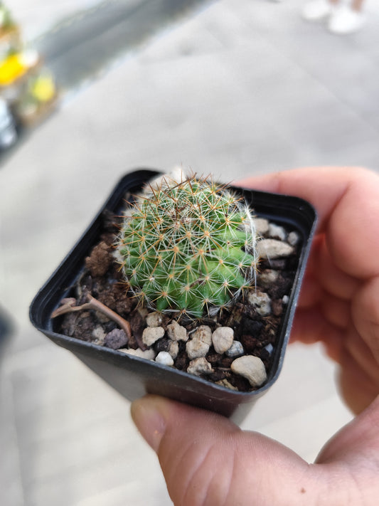 Mammillaria sp