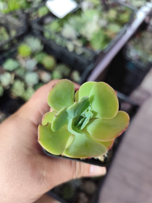Echeveria sp