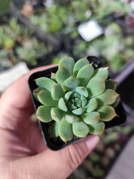 Echeveria sp