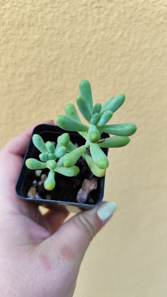 Sedum pachyphyllum