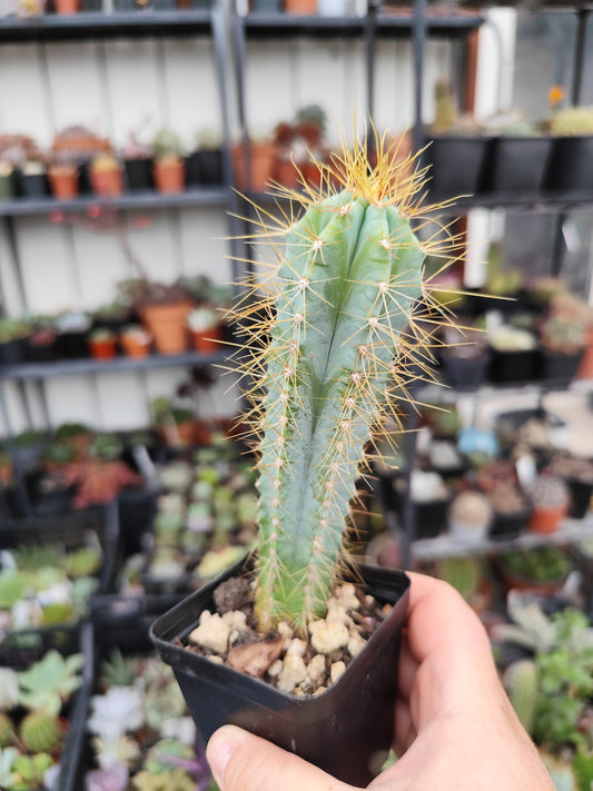 Pilosocereus pachycladus azureus