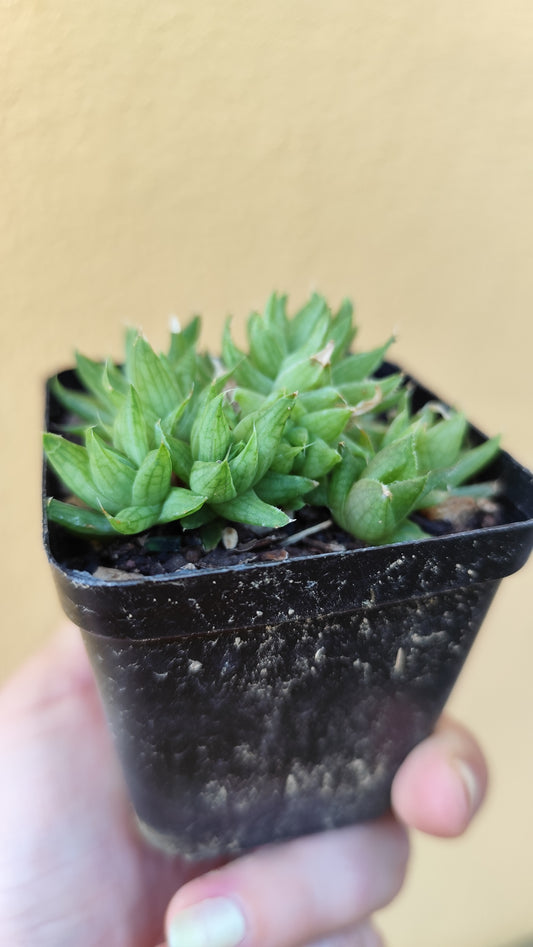Haworthia marumiana var. batesiana