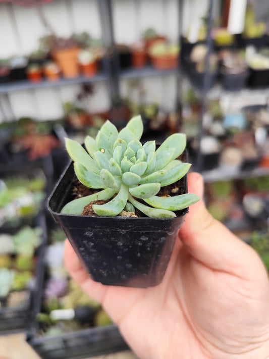 Echeveria sp
