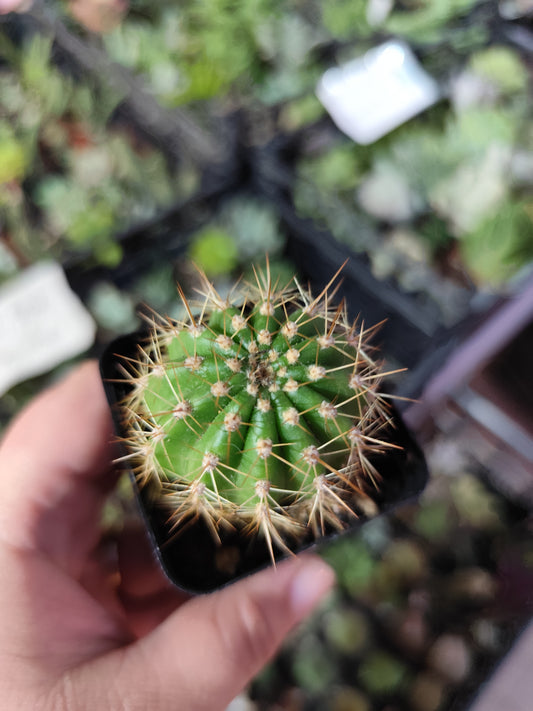 Echinopsis sp