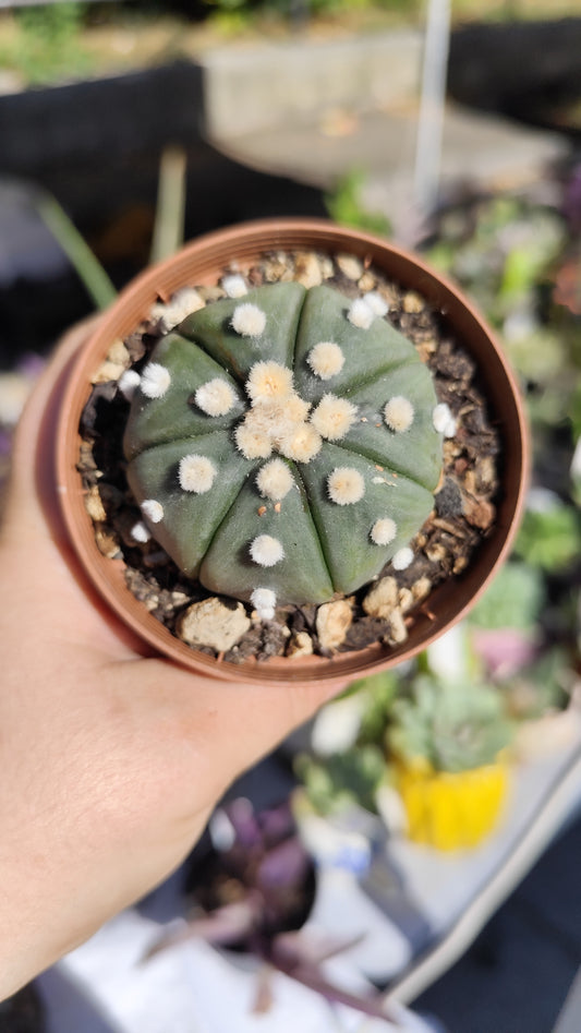 Astrophytum asterias