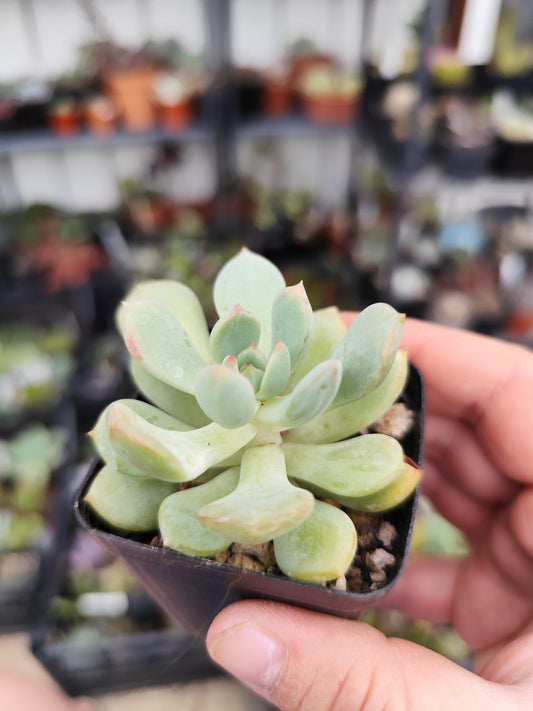 Graptoveria 'a grim one'