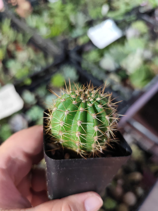 Echinopsis sp