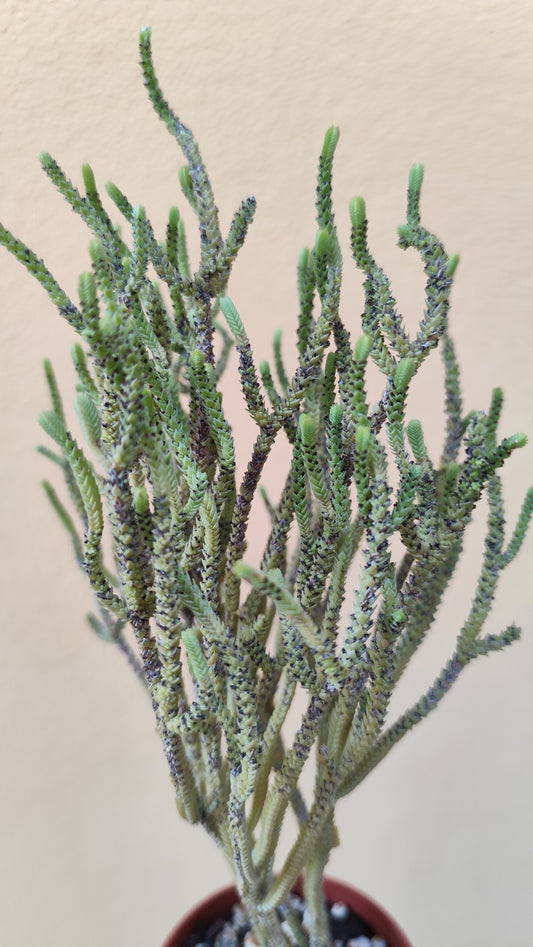 Crassula muscosa