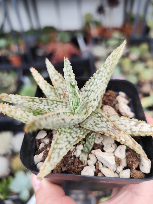 Aloe demi