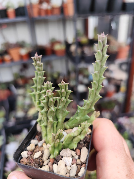 Huernia variegata