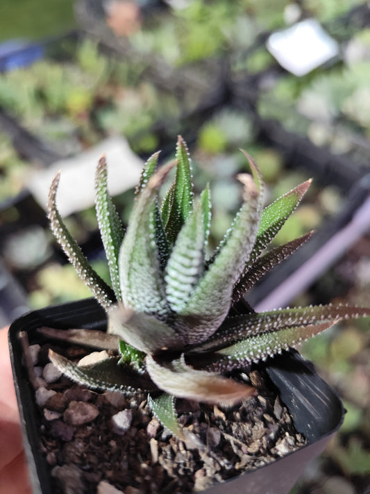 Haworthia attenuata