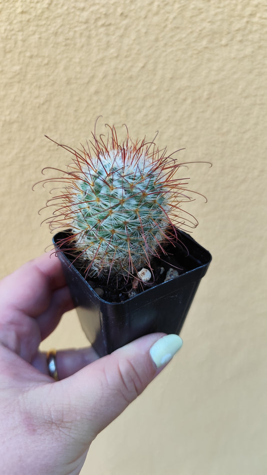 Mammillaria bombycina
