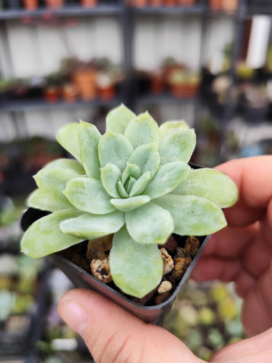 Echeveria elegans mostruosa