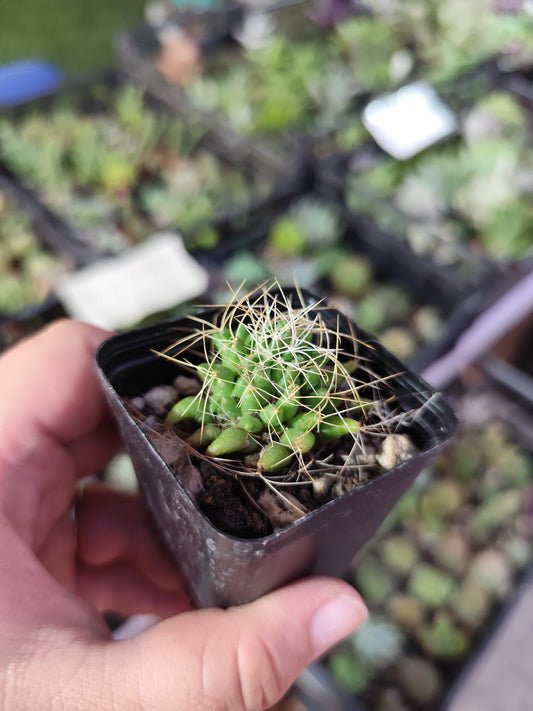 Mammillaria decipiens