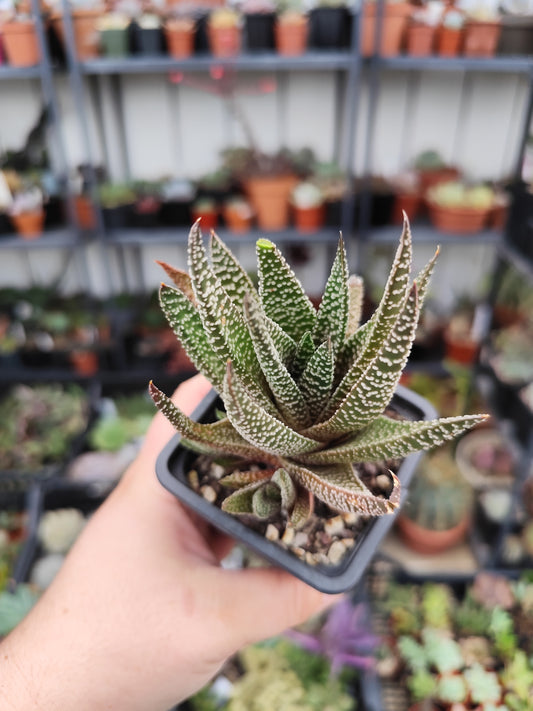 Haworthiopsis attenuata