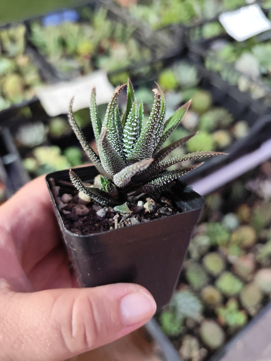 Haworthia attenuata