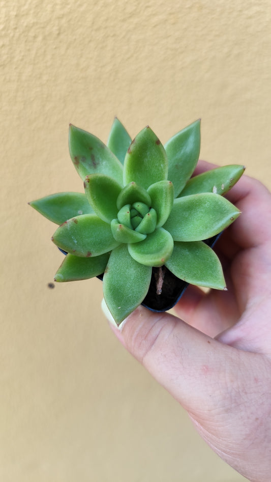 Echeveria agavoides