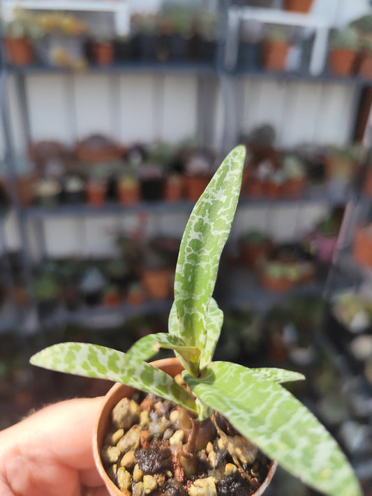 Scilla violacea (Ledebouria socialis)