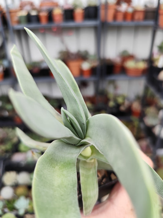 Crassula falcata