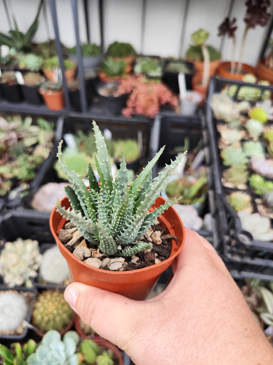 Aloe humilis
