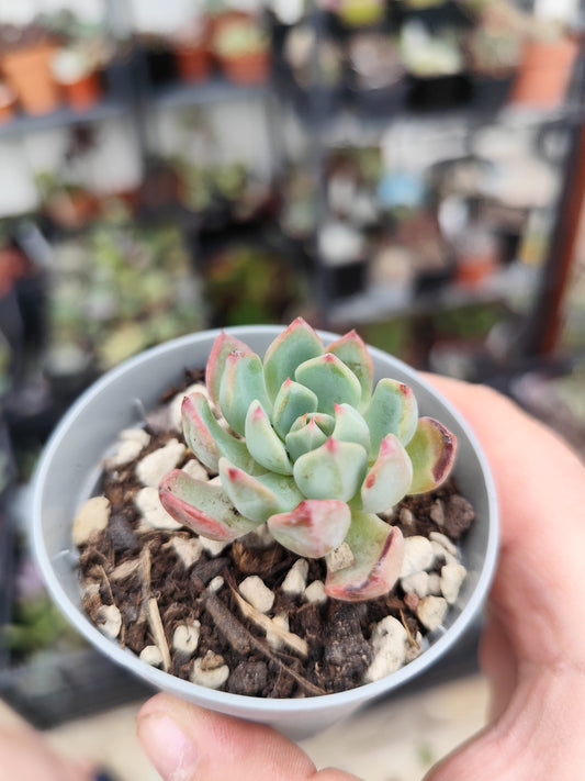 Echeveria sp
