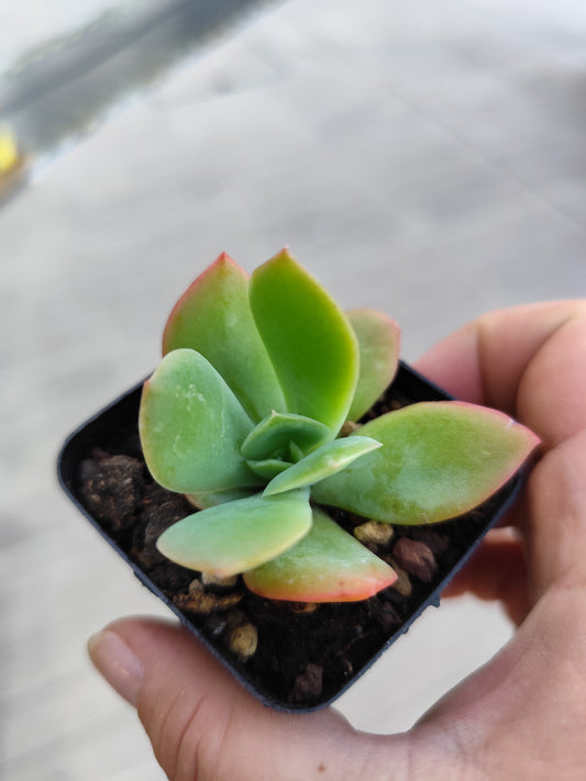 Echeveria luella