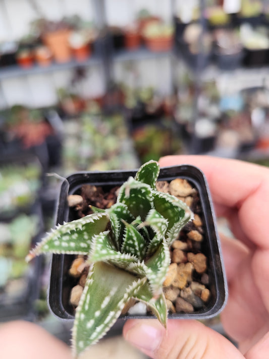 Aloe aristata