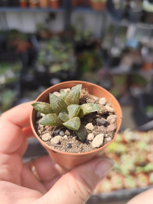 Haworthia sugar plum