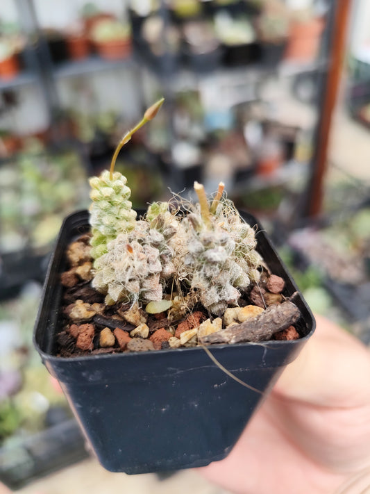 Anacampseros baeseckei