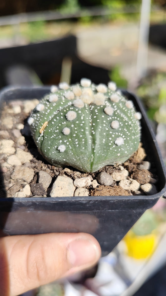 Astrophytum asterias