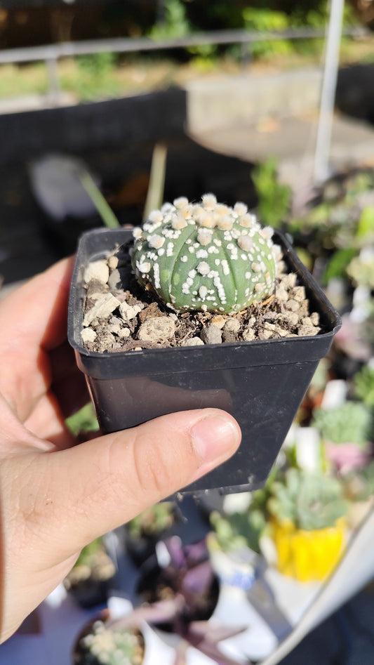 Astrophytum asterias