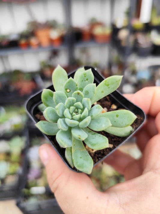 Echeveria sp